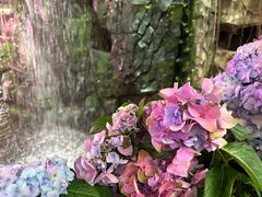 -正佳雨林生态植物园