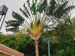 -野狸岛