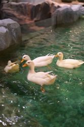 -Zoolung Zoolung动物主题公园(海信广场店)