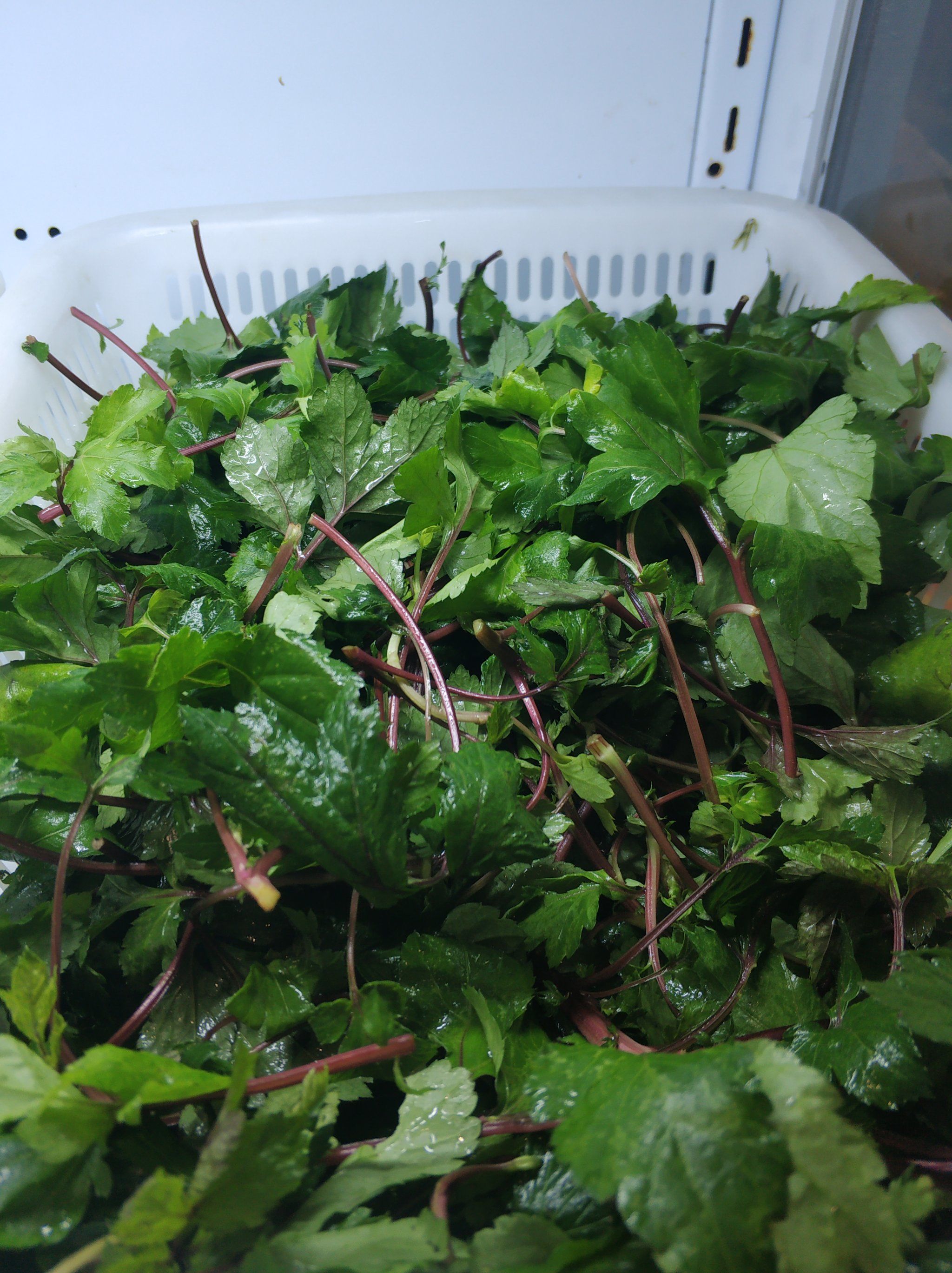 n
当然,他们家的野菜也是