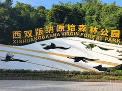 -西双版纳原始森林公园