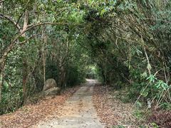 -海南霸王岭国家森林公园