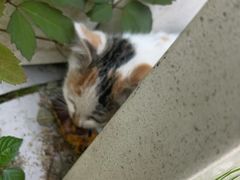 -爱侣宠医·鹦鹉专科·小型哺乳类·异宠专科(灵石路店)