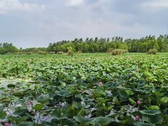 -焦岗湖旅游度假区