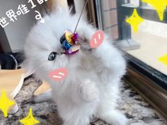 -欣宠猫屋·矮脚拿破仑·蓝金金渐层