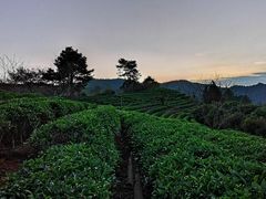 -雁南飞茶田景区