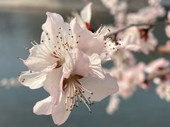 -桃花堤公园