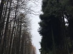 -铁山坪森林公园