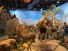 -陕西自然博物馆