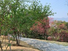 -金鸡山公园