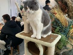 -共舞时光猫咖·狗咖(新街口店)
