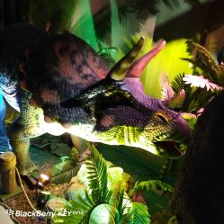 -恐龙探索乐园(磁器口店)