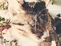 -海边的猫和咖啡馆