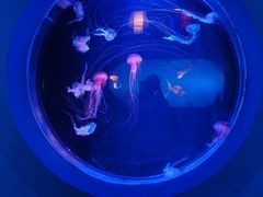 -太平洋海底世界