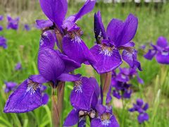 -上海滨江森林公园