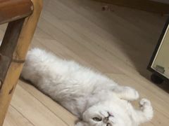 -伟伟宠物医院·瑞派猫友好医院·猫科(光谷店)