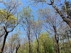 -大兴滨河森林公园