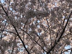 -高东镇樱花园