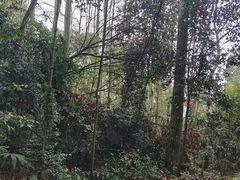 -凤栖山