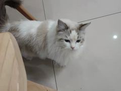 -鼓捣猫呢主题猫咖店