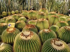-深圳仙湖植物园