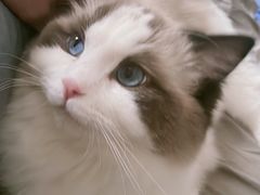 -猫十亿·布偶金渐层·曼基康矮脚猫舍(青年路店)