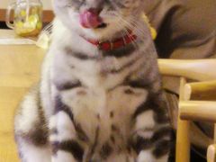 -平行世界·猫咖(首经贸店)