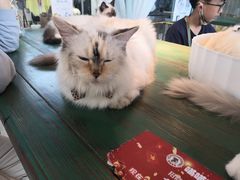-喵喵咪呀布偶猫咖(春熙路店)