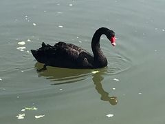-五缘湾湿地公园