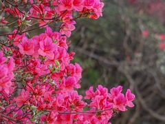 -木兰云雾山