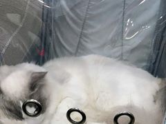 -伟伟宠物医院·CT影像中心·瑞派犬猫综合性门诊(汉口总院)