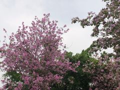 -海珠湖公园