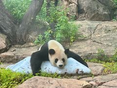 -广州长隆野生动物世界