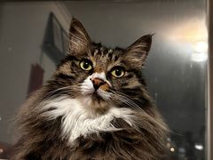 -中农国际动物医院24小时·猫科·骨科·急重症中心
