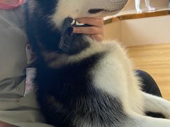 -Husky Go! 哈士奇体验馆·宠物咖啡厅狗咖