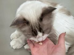 -有喵·猫咖·狗咖·30几只猫10只小狗(岗厦店)