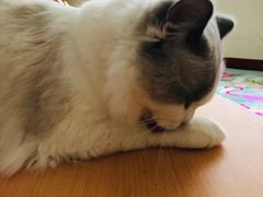 -Meowの猫咖(万家丽店)