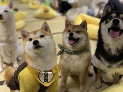 -逗柴咖啡屋·狗咖猫咖宠物桌游