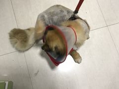 -守诺宠物医院·眼科· 特色牙科·异宠专科(虹口店)