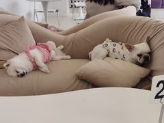 -怪兽屋·羊驼·猫咖·狗咖(俊华广场店)