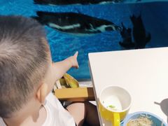 -帝企鹅自助餐厅•儿童岛•真企鹅(长隆企鹅酒店)