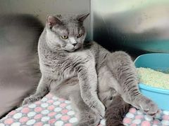 -东莞宠友24H宠物中心医院·转诊夜诊·异宠(新河北路院)