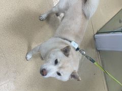 -瑞派·关忠动物医院·猫专科·犬专科(三环新城店)