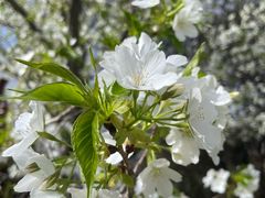 -洛阳市隋唐城遗址植物园