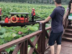 -荷塘月色湿地公园·向阳花洲