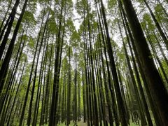 -武陵山森林公园