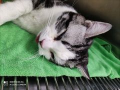 -创凡宠物医院·骨专科  猫科中心(西乡分院)