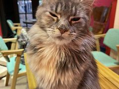 -猫色咖啡·猫咖