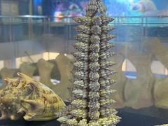 -上海海洋大学鱼文化博物馆(军工路校区)