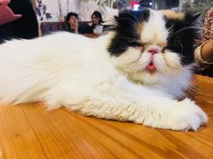 -猫小院猫主题餐厅(三里屯店)